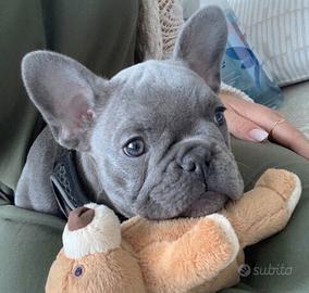 BOULEDOGUE FRANCESE BLU - BULLDOG CUCCIOLI blu