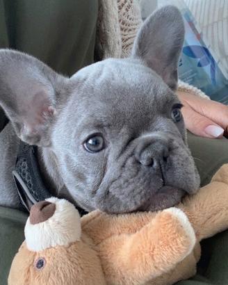 BOULEDOGUE FRANCESE BLU - BULLDOG CUCCIOLI blu