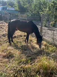 Pony hackney