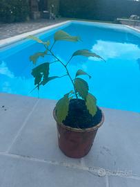 Pianta Ibsicus fiori grandi bianchi