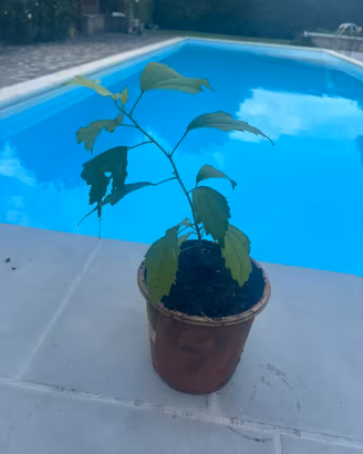 Pianta Ibsicus fiori grandi bianchi