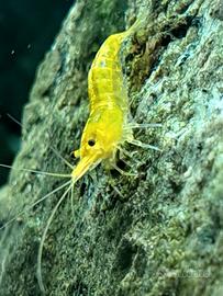 Caridine gialle pure
