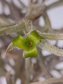 Tillandsie Piante d’aria