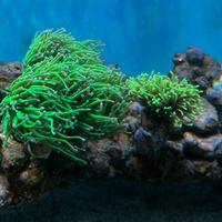 Coralli acquario marino