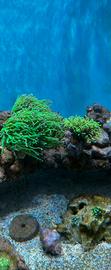 Coralli acquario marino