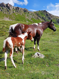 Puledro Paint Horse