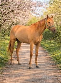 Cavalla Cruzada Perlina