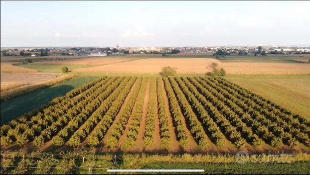 Cigliano vc 28500 terreno noccioleti in produzione