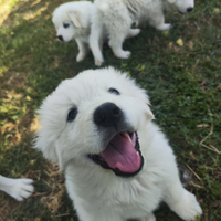 Cuccioli pastore maremmano-abruzzese