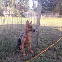 Cuccioli di pastore tedesco