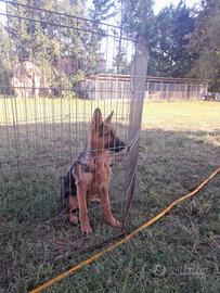 Cuccioli di pastore tedesco