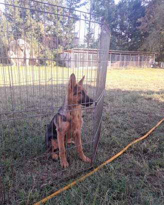 Cuccioli di pastore tedesco