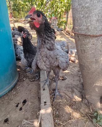 Galletti Australorp Puro Nero e Blu