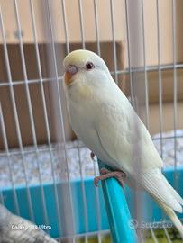 Pappagalli Cocoriti