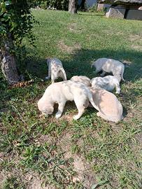 Cuccioli di Golden retriever