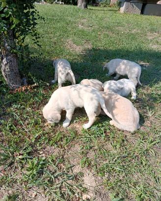 Cuccioli di Golden retriever