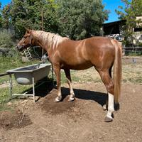 Puledra 6 anni figlia Norton D'Eole