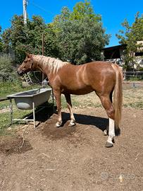 Puledra 6 anni figlia Norton D'Eole