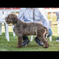 Lagotto romagnolo cucciolate