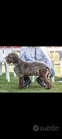 Lagotto romagnolo cucciolate