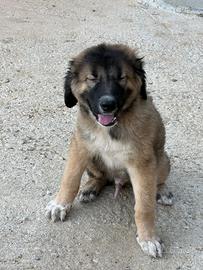 Cuccioli pastore del caucaso