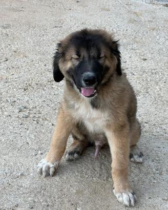 Cuccioli pastore del caucaso