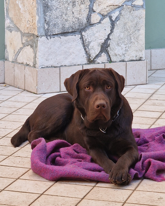 Labrador