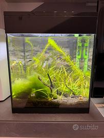 Acquario askoll pure led