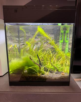 Acquario askoll pure led