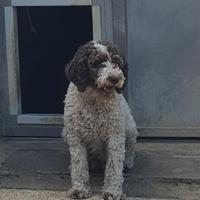 Lagotto romagnolo