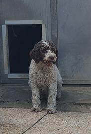 Lagotto romagnolo