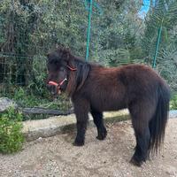 Pony Falabella