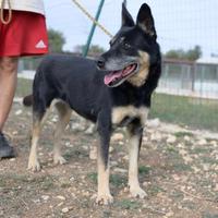 Tappina,socievole e affettuosa aspetta la sua casa