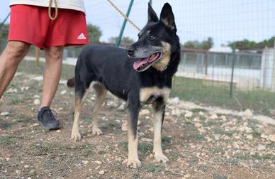 Tappina,socievole e affettuosa aspetta la sua casa