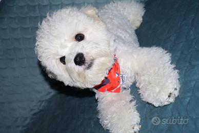 Cagniolini,cuccioli bichon a poil frisè,razza pura