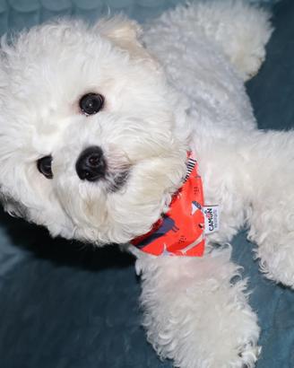 Cagniolini,cuccioli bichon a poil frisè,razza pura
