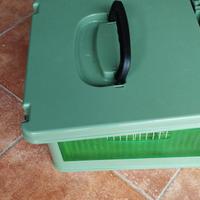 Pappagalli parrocchetti