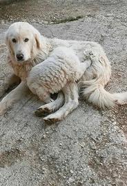 Pastore abruzzese