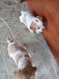 Cuccioli di Breton