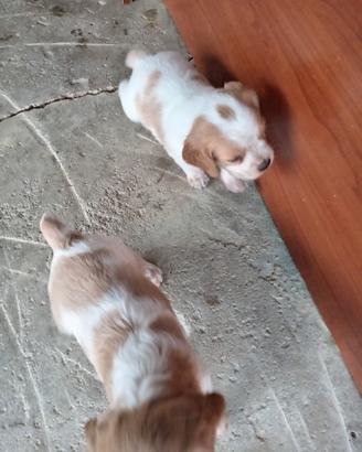 Cuccioli di Breton