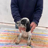 Cuccioli Setter Inglese