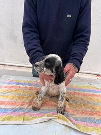 Cuccioli Setter Inglese
