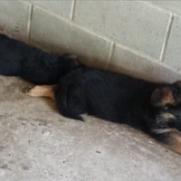 Pastore tedesco cuccioli