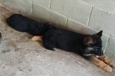 Pastore tedesco cuccioli