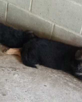 Pastore tedesco cuccioli