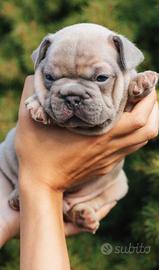 Bulldog francese