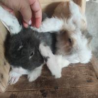 Coppia di conigli nani ariete