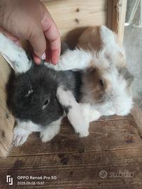 Coppia di conigli nani ariete