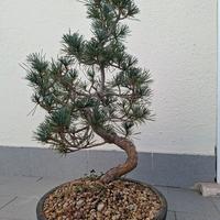 bonsai pino pentaphila 