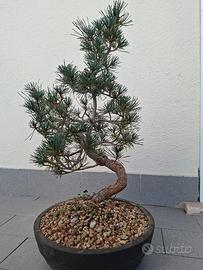 bonsai pino pentaphila 